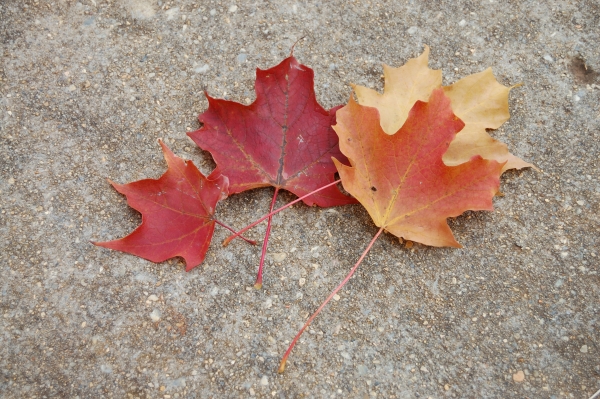 Creation of Autumn Along the Creek: Step 4